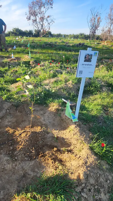 נטיעת עץ ביער חרבות ברזל